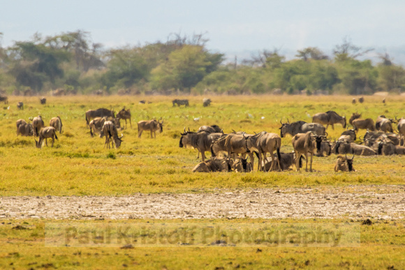 Amboseli National Park-278