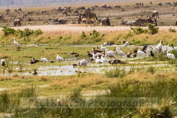 Amboseli National Park-290
