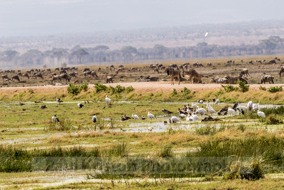 Amboseli National Park-293