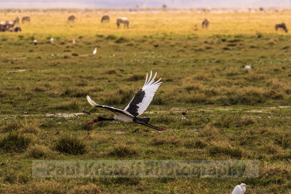 Amboseli National Park-453