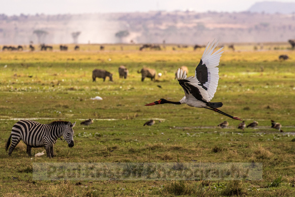 Amboseli National Park-459
