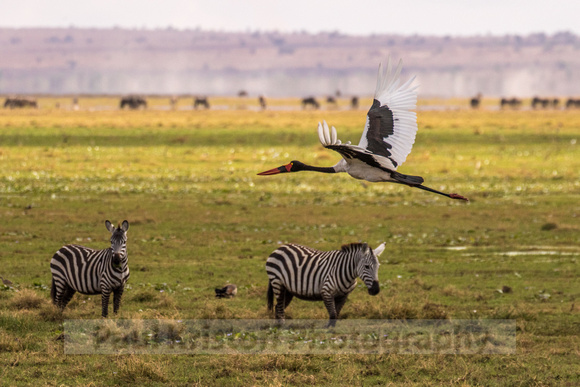 Amboseli National Park-460