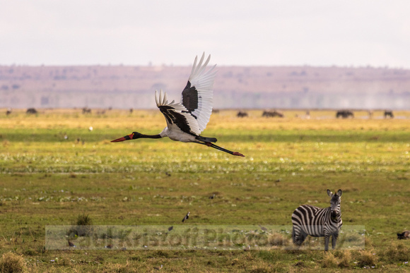 Amboseli National Park-461
