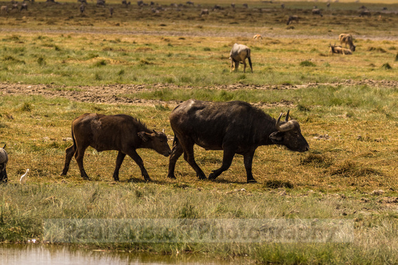 Amboseli National Park-483