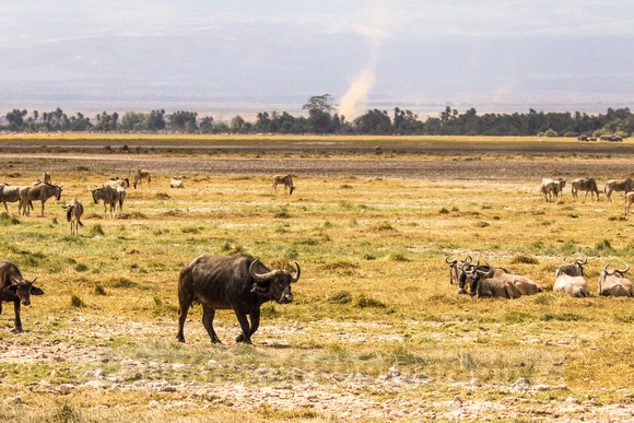 Amboseli National Park-489