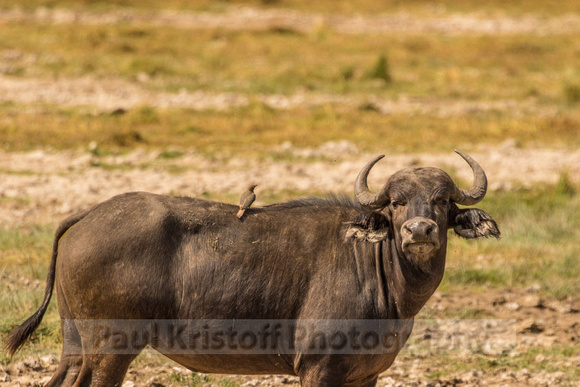 Amboseli National Park-490