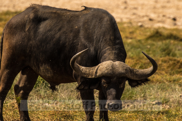 Amboseli National Park-499