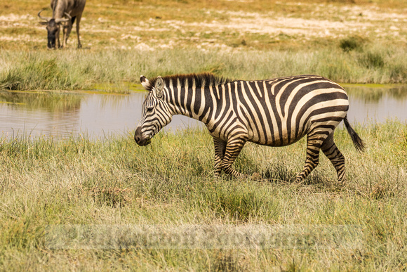 Amboseli National Park-502