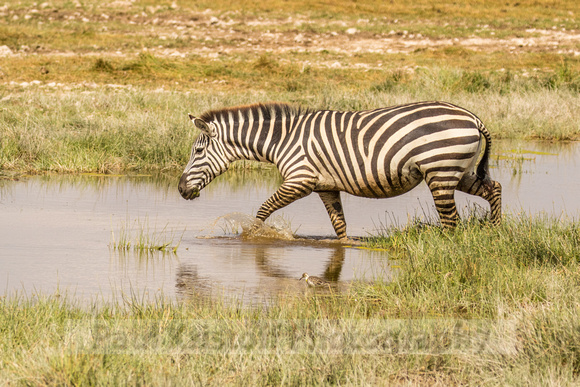 Amboseli National Park-507
