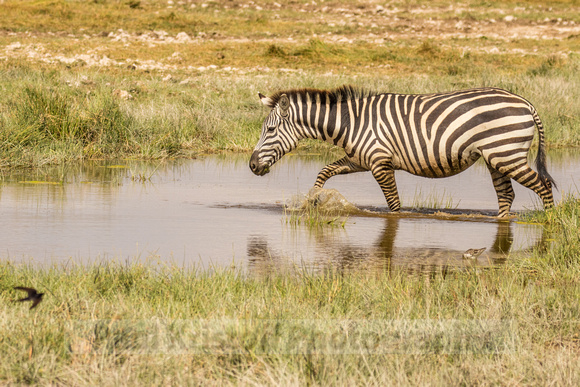 Amboseli National Park-508