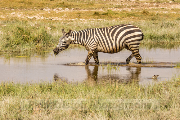 Amboseli National Park-509