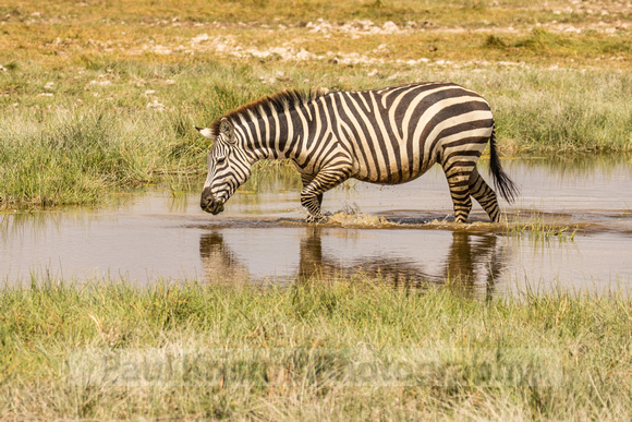 Amboseli National Park-510