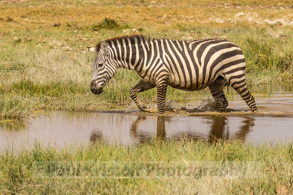 Amboseli National Park-512