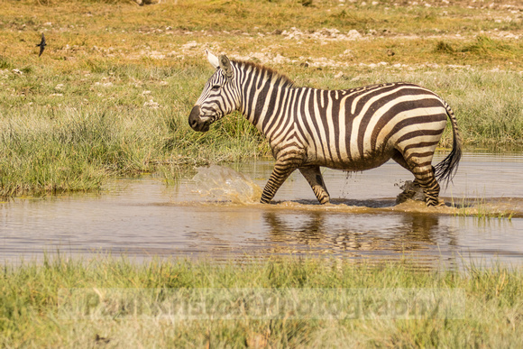 Amboseli National Park-514
