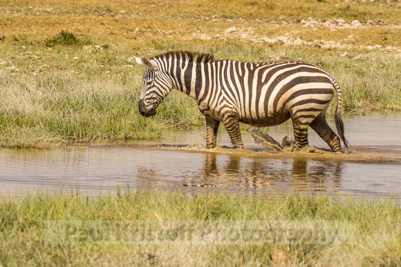 Amboseli National Park-516
