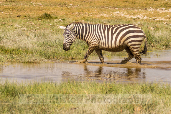 Amboseli National Park-517