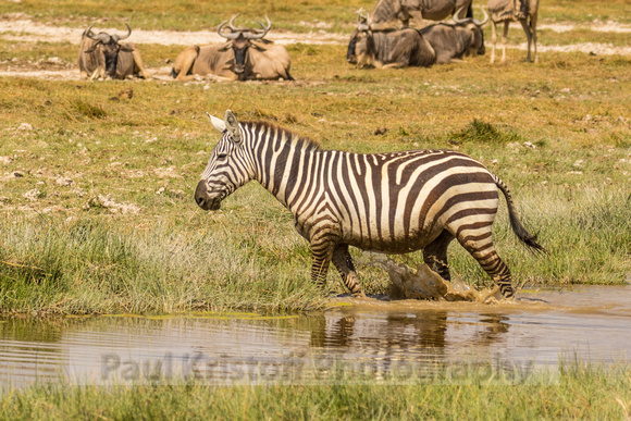 Amboseli National Park-519