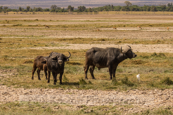 Amboseli National Park-523