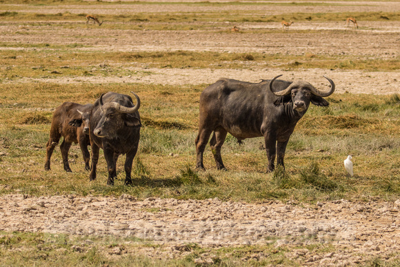 Amboseli National Park-524