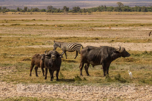 Amboseli National Park-532