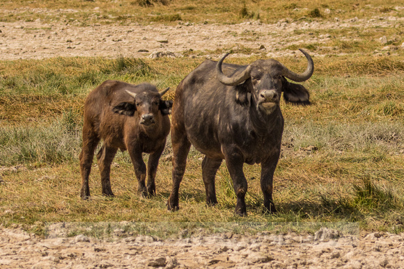 Amboseli National Park-548