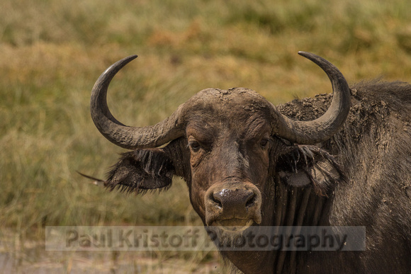 Amboseli National Park-552