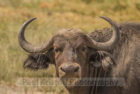 Amboseli National Park-553