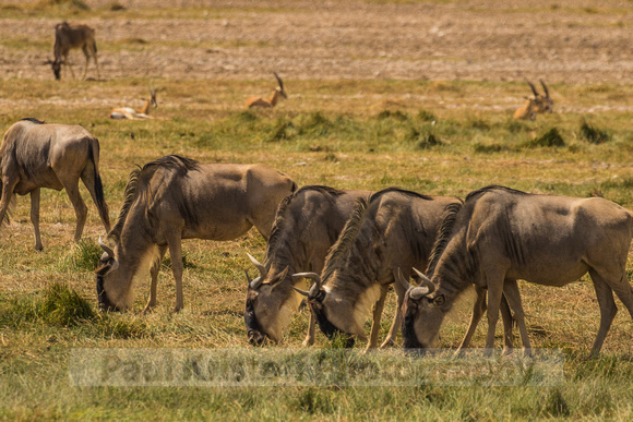 Amboseli National Park-568