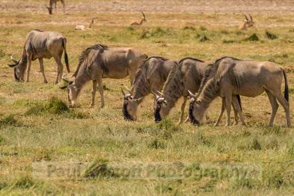 Amboseli National Park-569