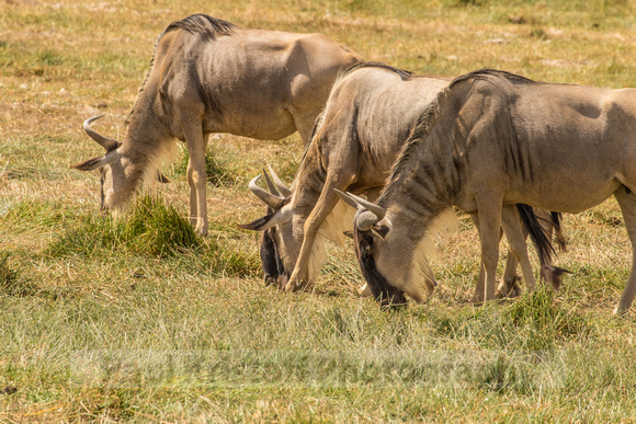 Amboseli National Park-575