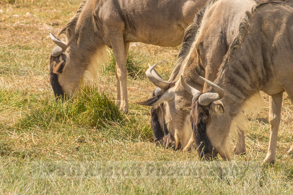 Amboseli National Park-576