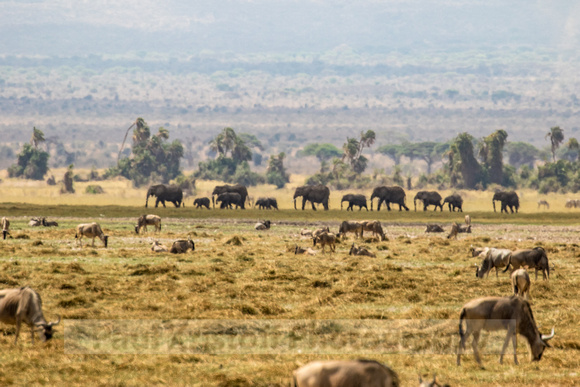 Amboseli National Park-579