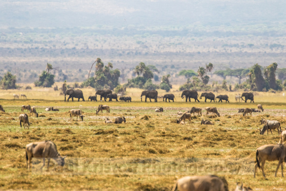 Amboseli National Park-581