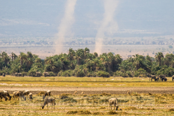 Amboseli National Park-587