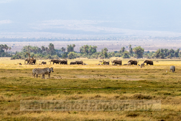 Amboseli National Park-592