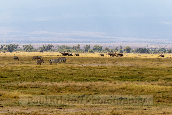 Amboseli National Park-593