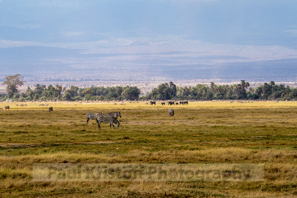 Amboseli National Park-594