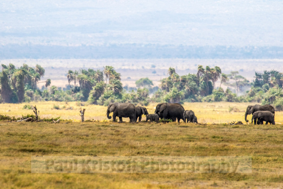 Amboseli National Park-602
