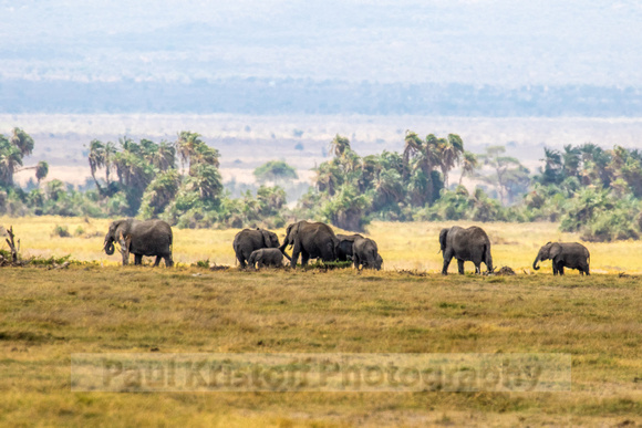 Amboseli National Park-603