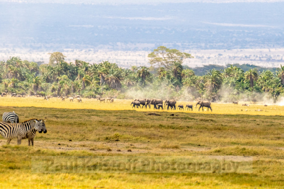Amboseli National Park-612