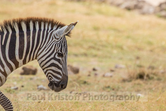 Amboseli National Park-622