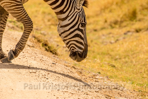 Amboseli National Park-623
