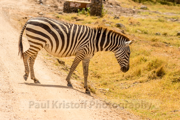 Amboseli National Park-626