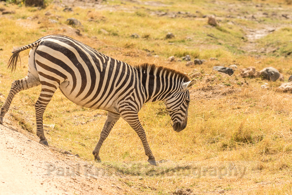 Amboseli National Park-628