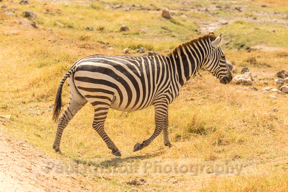 Amboseli National Park-629