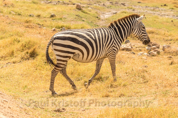 Amboseli National Park-630