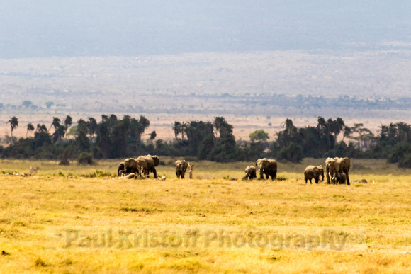 Amboseli National Park-635