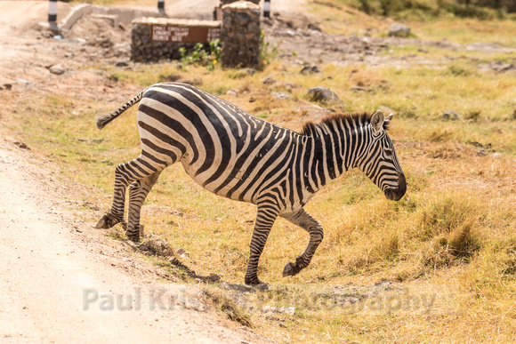Amboseli National Park-637
