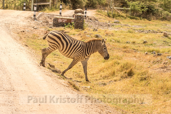 Amboseli National Park-644