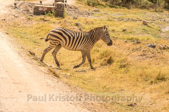 Amboseli National Park-645